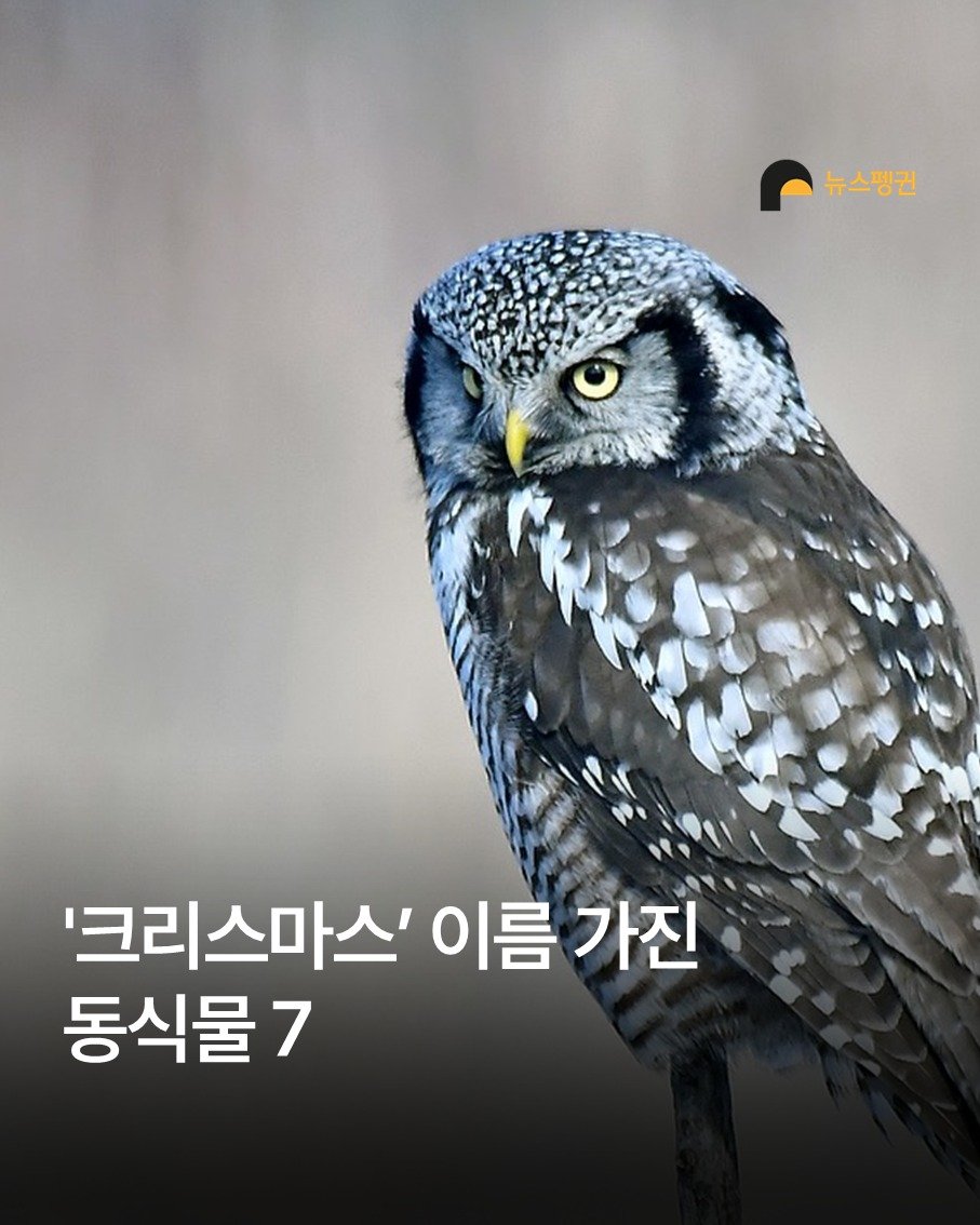 Photo by 뉴스펭귄 | Newspenguin on December 27, 2025. May be an image of owl and text that says '뉴스핑귄 '크리스마스' 이름 '크리스마스이름가진 이름가진 가진 동식물7'.