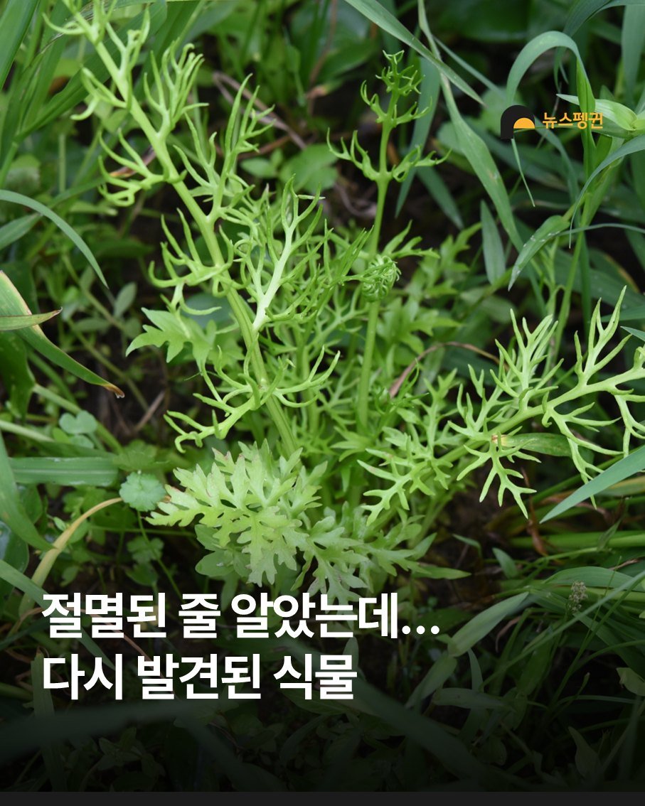 Photo by 뉴스펭귄 | Newspenguin on October 01, 2025. May be an image of ‎herb and ‎text that says '‎뉴스펭귄 مال 절멸된 줄 알았는데... 다시 발견된 식물‎'‎‎.
