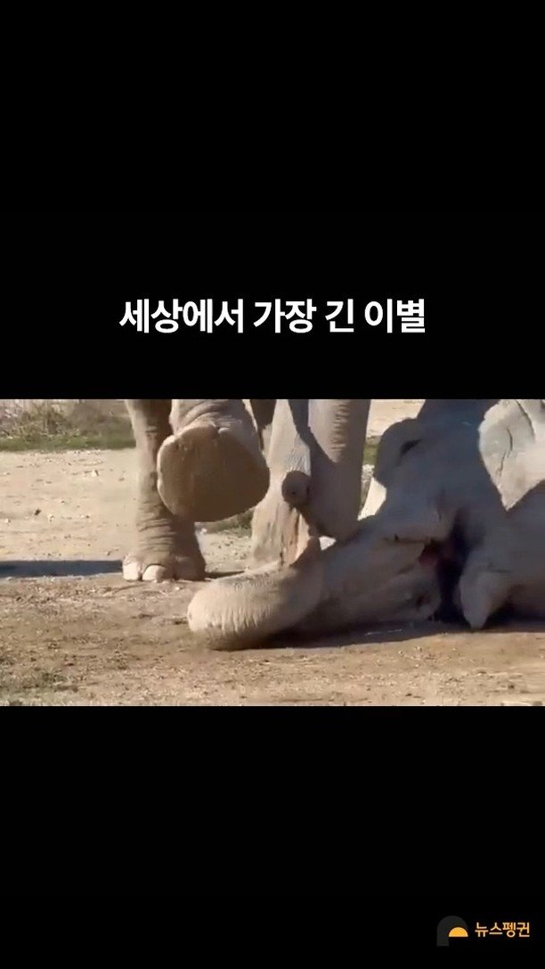 news.penguin 게시물 이미지: "오늘따라 늦잠이 길다, 친구야"

25년을 함께한 코끼리 제니와 막다. 오랜...