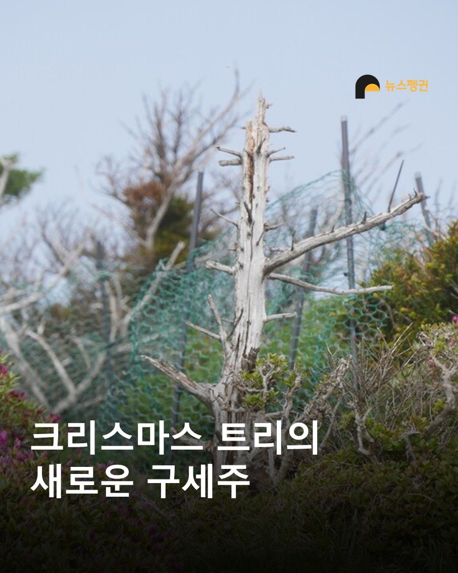 Photo by 뉴스펭귄 | Newspenguin on September 29, 2025. May be an image of tree, outdoors and text that says '뉴스핑권 뉴스펭권 크리스마스 트리의 새로운 구세주'.