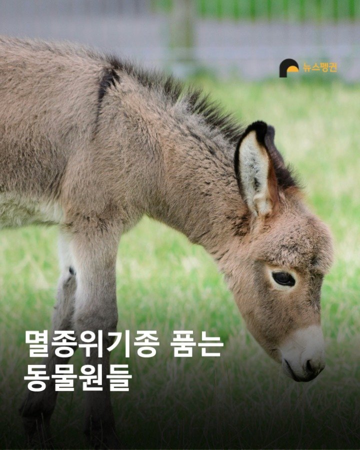 Photo by 뉴스펭귄 | Newspenguin on August 11, 2025. May be an image of donkey and text that says '뉴스팽권 멸종위기종 품는 동물원들'.
