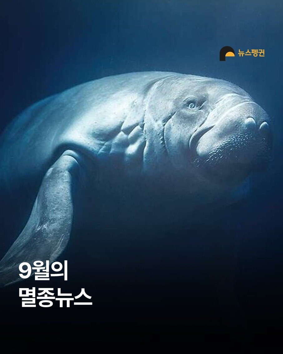 Photo by 뉴스펭귄 | Newspenguin on September 29, 2025. May be an image of manatee and text that says '뉴스펭귄 9월의 멸종뉴스'.