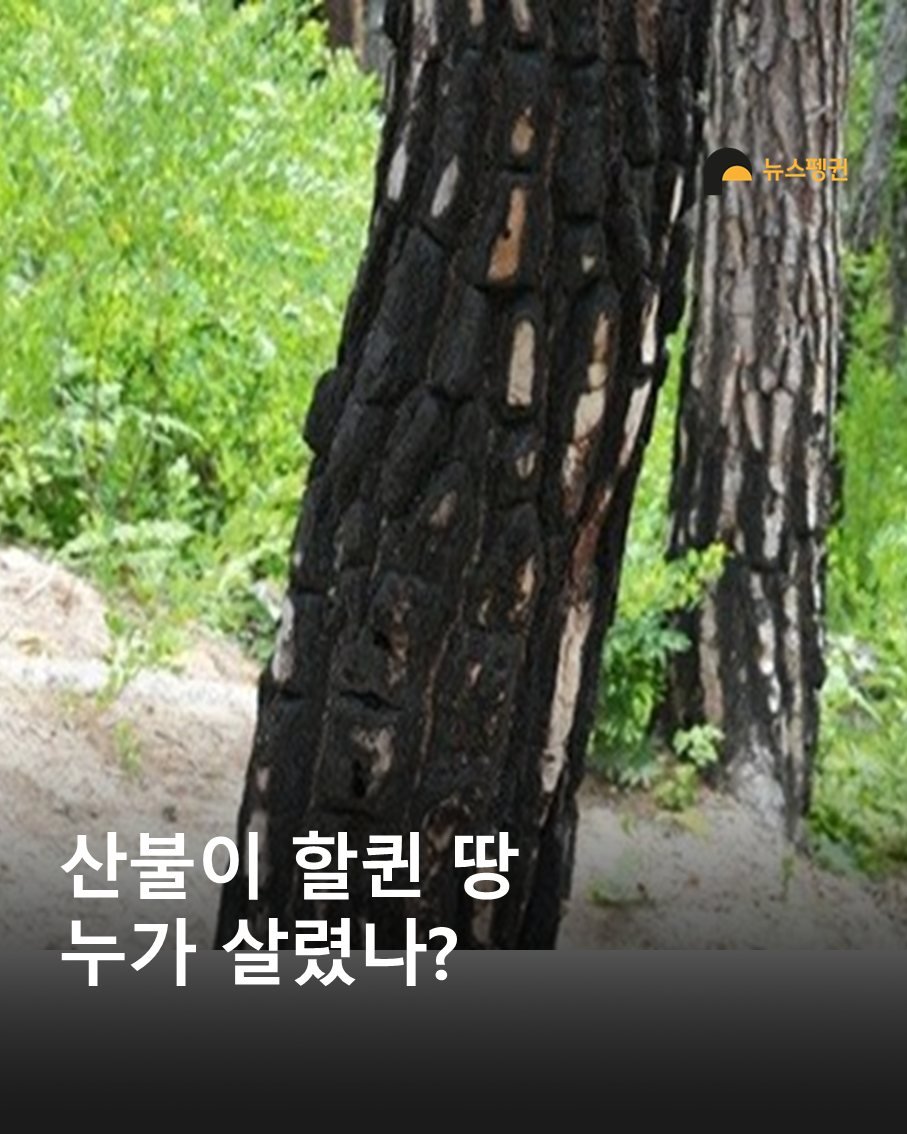 Photo by 뉴스펭귄 | Newspenguin on September 30, 2025. May be an image of tree and text that says '뉴스발면 뉴스핑귄 산불이 할퀸 땅 누가 살렸나?'.