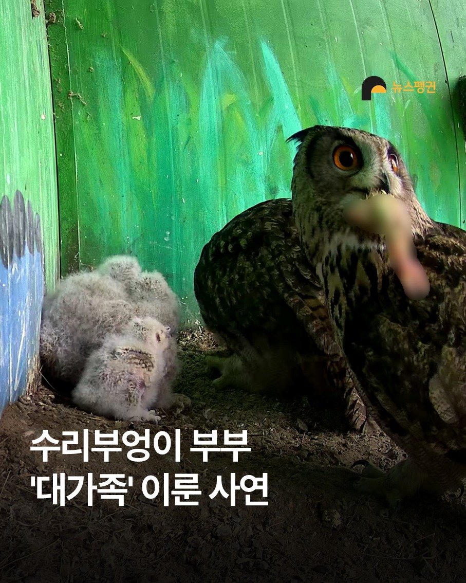 Photo by 뉴스펭귄 | Newspenguin on December 27, 2025. May be an image of owl, barn owl and text that says '뉴스 뉴스팽권 수리부엉이 부부 '대가족' 이룬 사연'.