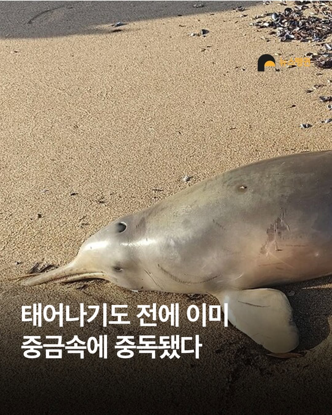 Photo by 뉴스펭귄 | Newspenguin on July 08, 2025. May be an image of seal.