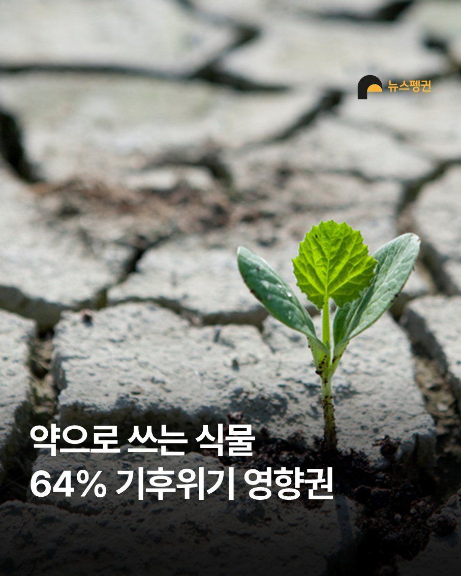 Photo by 뉴스펭귄 | Newspenguin on December 29, 2025. May be an image of plant and text that says '뉴스펭귄 약으로 쓰는 식물 64% 기후위기 영향권'.