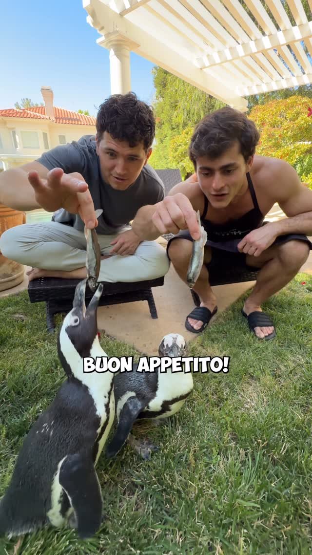 nick.digiovanni 게시물 이미지: Cooking For Penguins