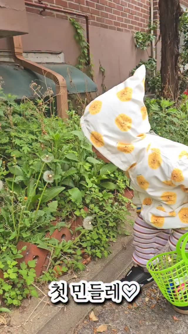 nicole_hihello 게시물 이미지: 민들레 씨 불기 딱 좋은 나이🌼