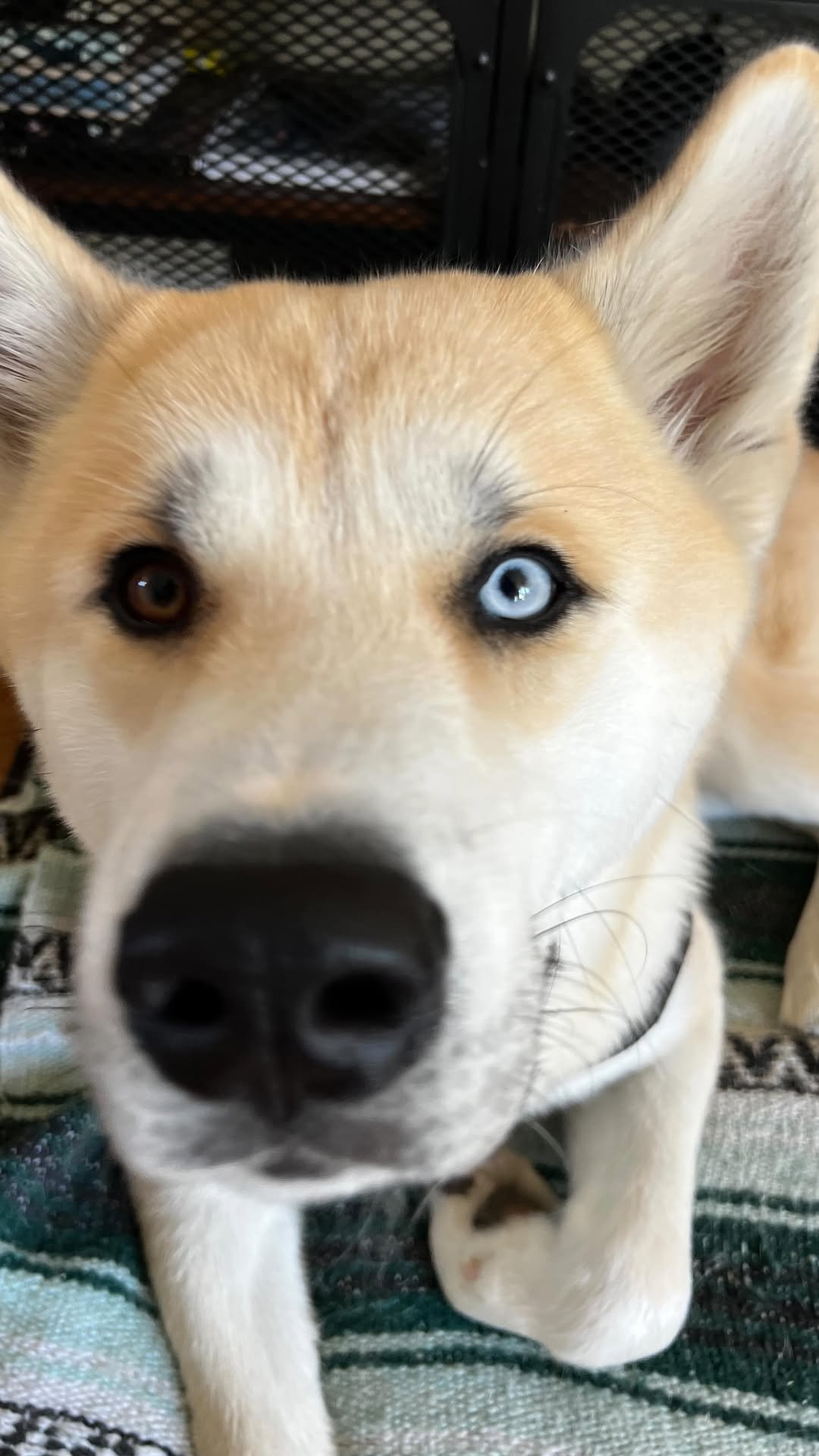niku 게시물 이미지: 💕🐾