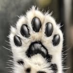 catsonpower 프로필 사진