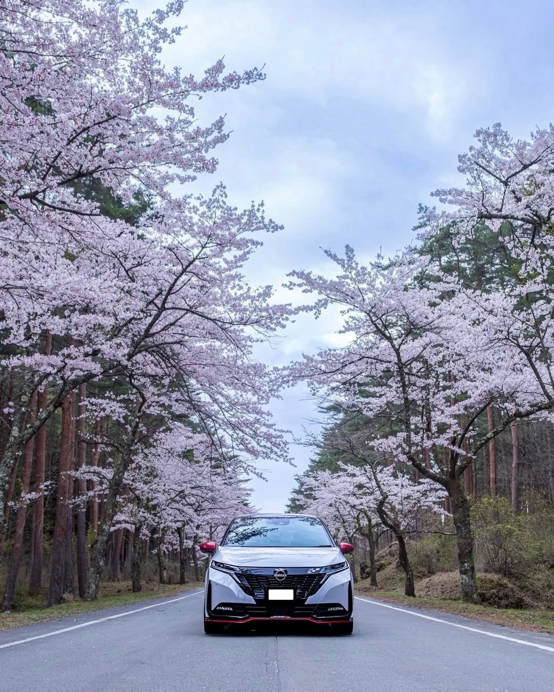 nissan 게시물 이미지: It’s already May, but the Nissan in bloom...