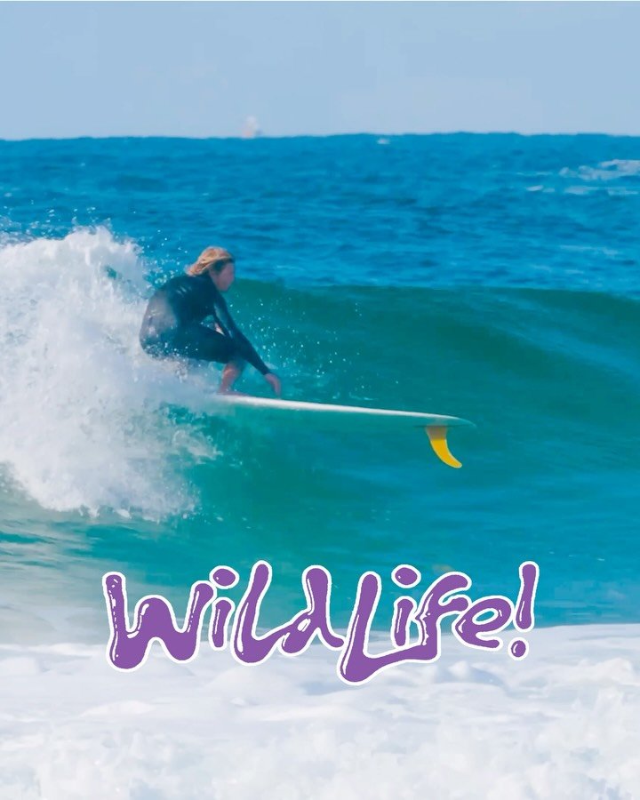 nobody_surf 게시물 이미지: 🎫 Wild Life
🔗 13-min full film now streaming...