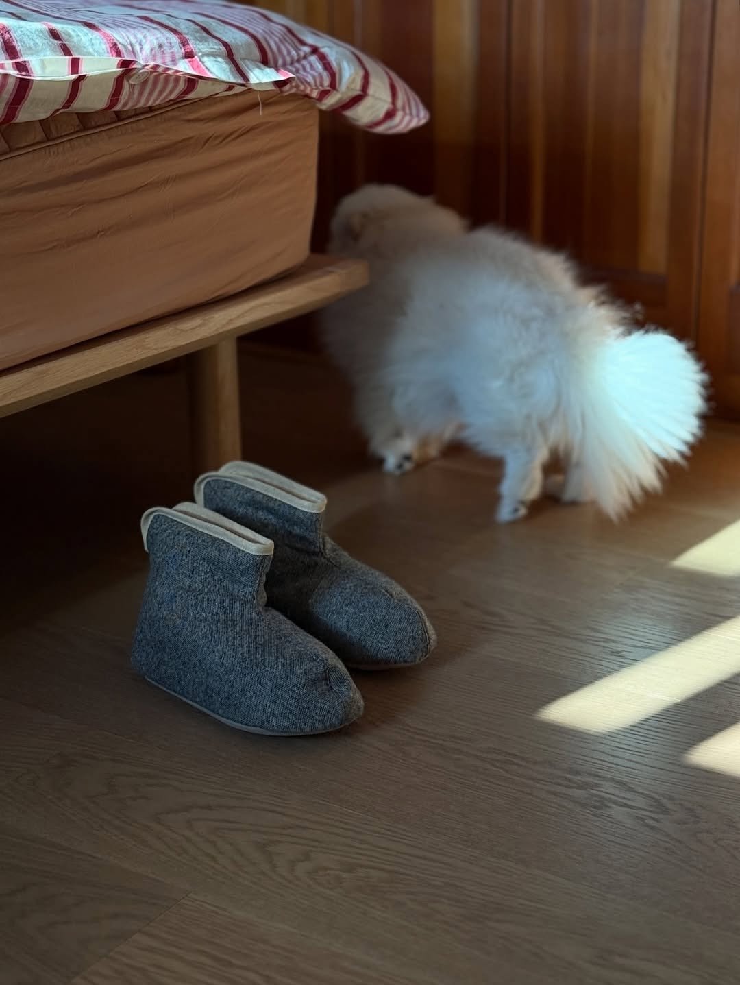 Photo shared by Noella is Brave on January 27, 2026 tagging @polaathome. May be an image of Pekinese, Maltese, espadrilles and text.