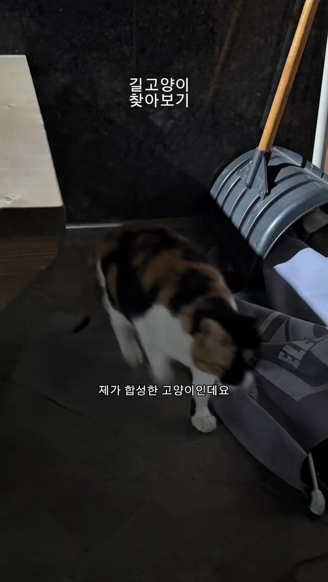 nousandmind 게시물 이미지: #엄마고양이키워도돼요