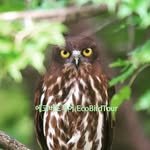 ecobirdtour_korea 프로필 사진