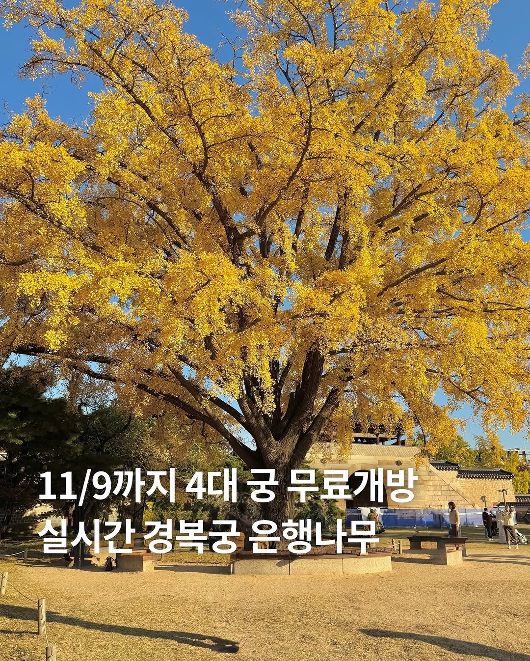 Photo by 느좋방앗간 | 여행•데이트•카페 on November 04, 2025. May be an image of tree and text that says '11/9까지 4대 궁 무료개방 실시간 경복궁 윤행나무 新込糖'.