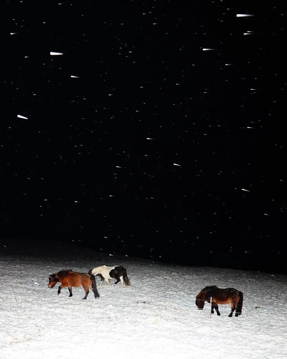 Photo by Ga Young on October 18, 2025. May be an image of pony and foal.