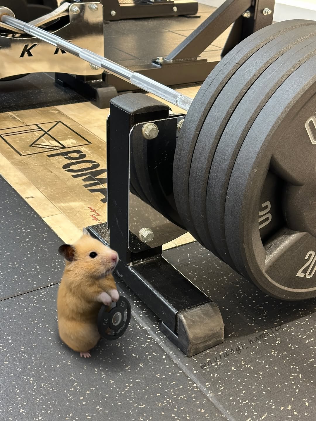 nurungi_hamster 게시물 이미지: Can I become strong too?

#hamster #gym...
