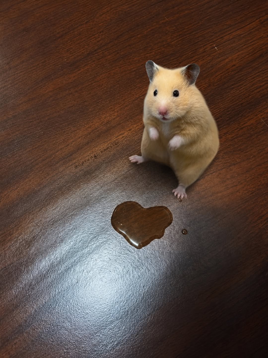 nurungi_hamster 게시물 이미지: for you

#hamster