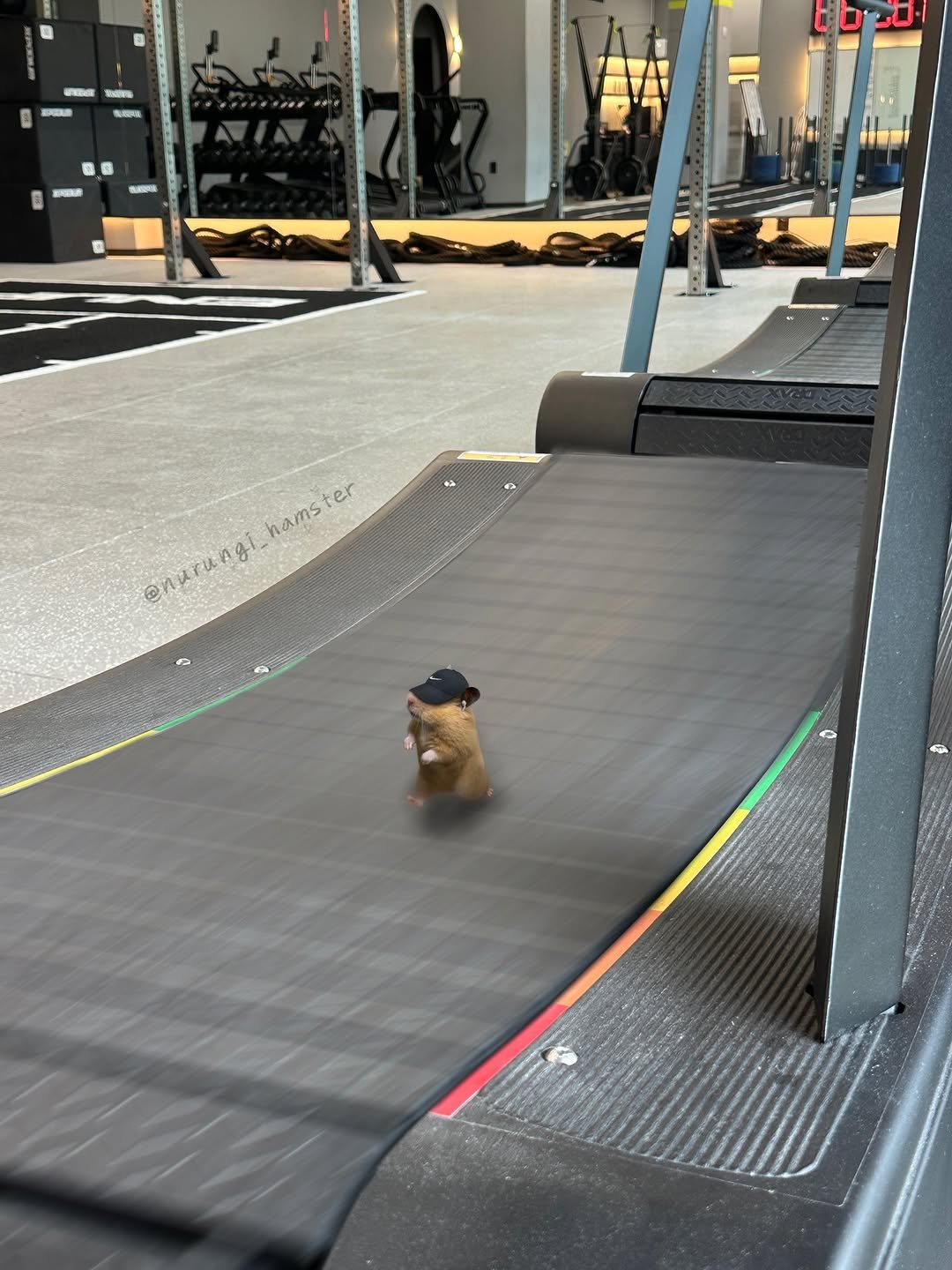 nurungi_hamster 게시물 이미지: treadmills nurungi 

#workout #hyrox #gymrat #hamster