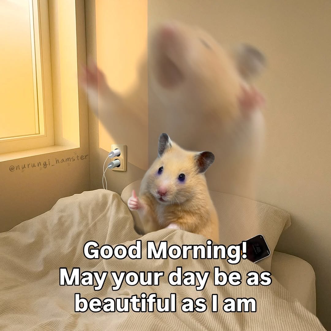 nurungi_hamster 게시물 이미지: Good Morning!

#hamster