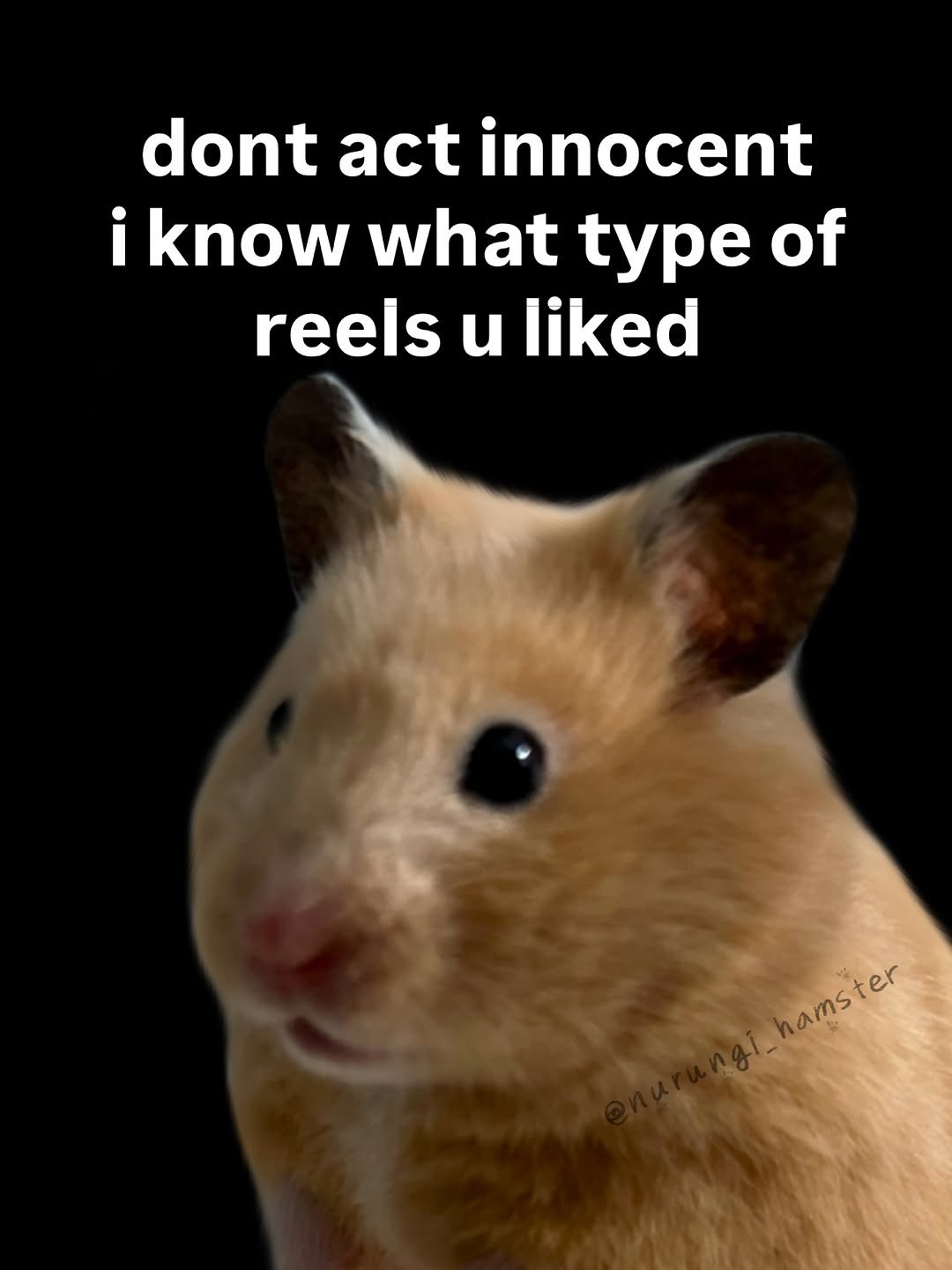 nurungi_hamster 게시물 이미지: i know

#hamster