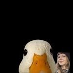 callduckofficial 프로필 사진