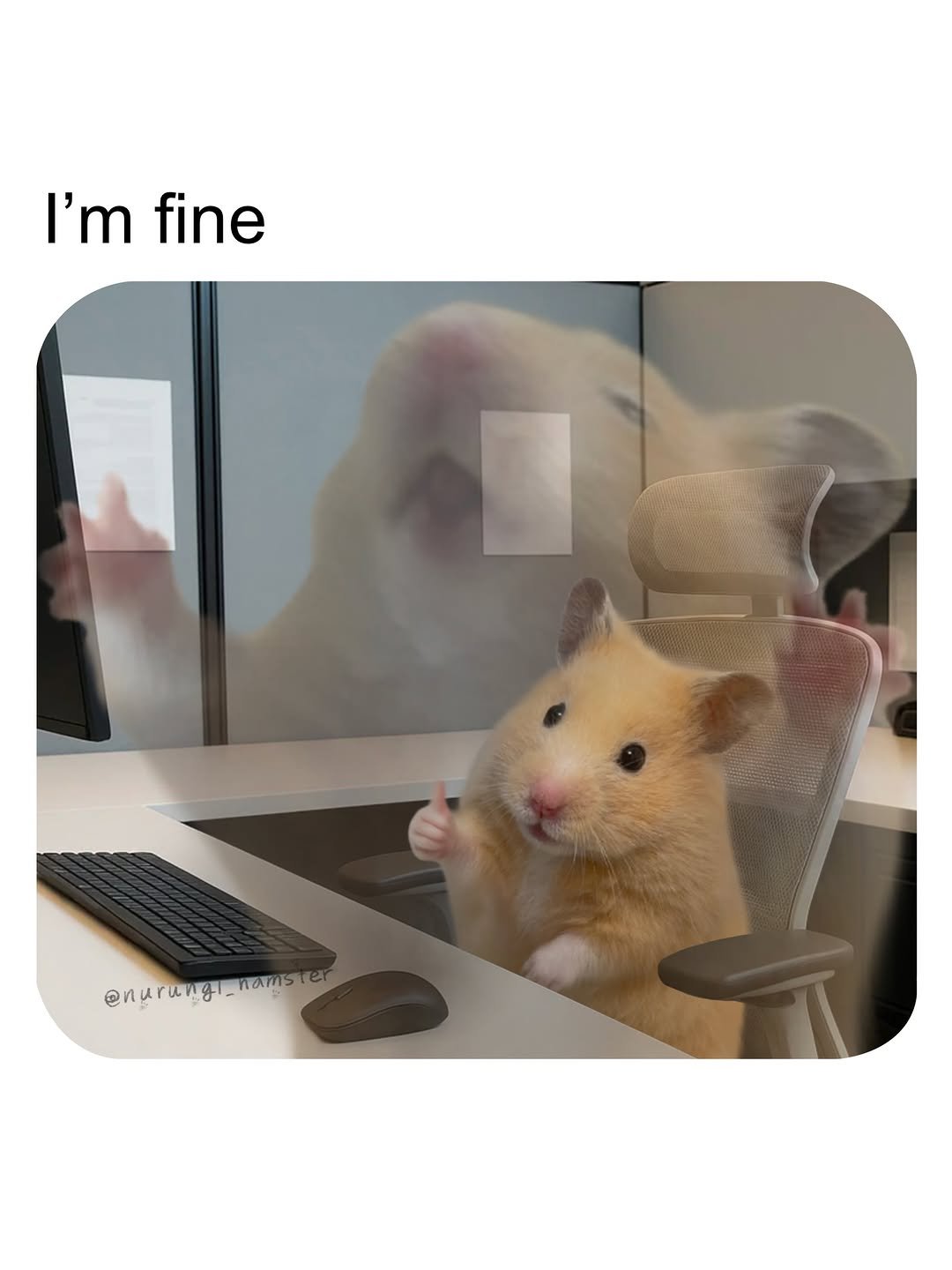 nurungi_hamster 게시물 이미지: fine ...not fine...fine...

#hamster