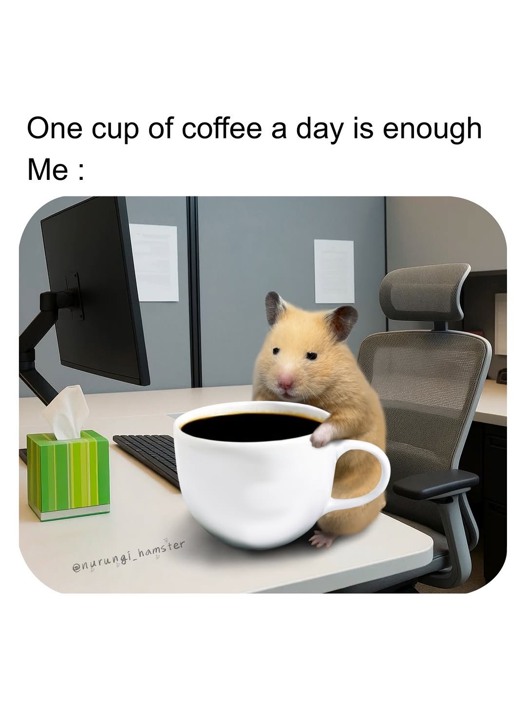nurungi_hamster 게시물 이미지: That’s enough at this level

#hamster