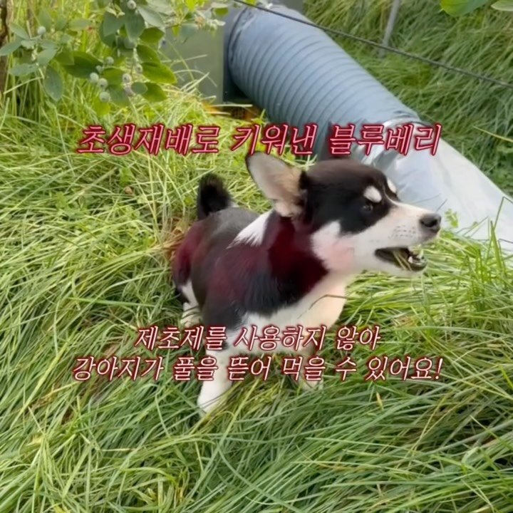 oberry_dw 게시물 이미지: 🫐
안녕하세요! 오!베리!의 강동우입니다!

며칠전 블루베리를 수확하러 오신 이모를...