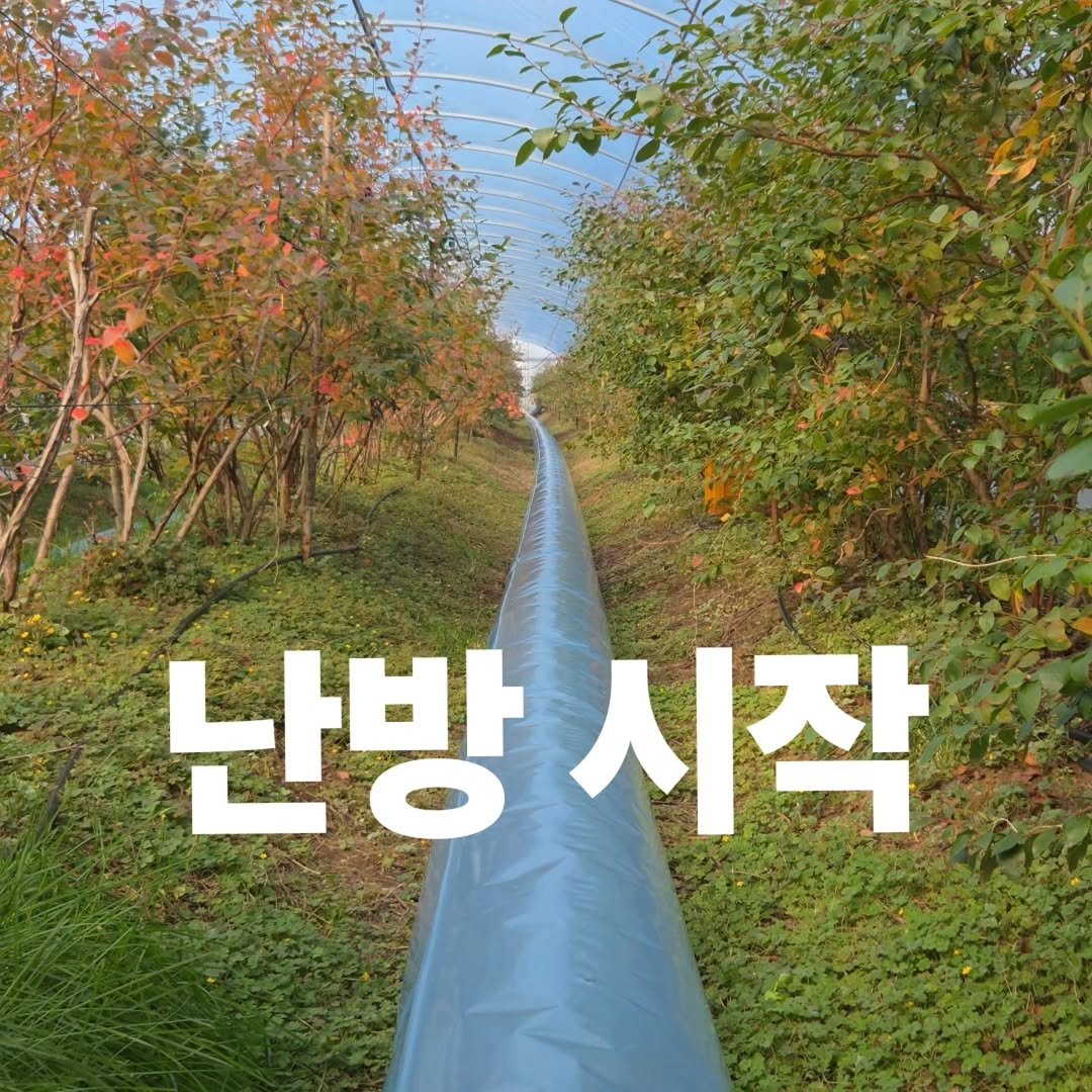 Photo by 오베리 | 초생재배 블루베리 농장 on December 01, 2025. May be an image of text that says '난방 난방시작 시작'.