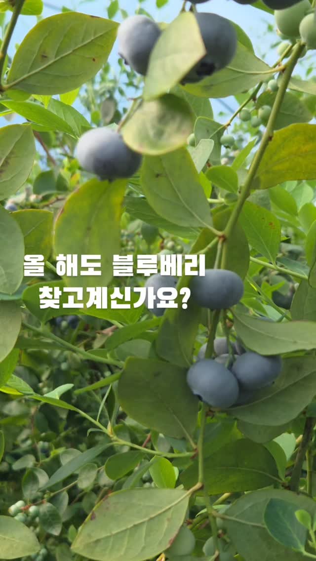 oberry_dw 게시물 이미지: 올해도 블루베리를 찾고 계신가요?

저희 농장은
국내에 블루베리가 처음 들어왔을...