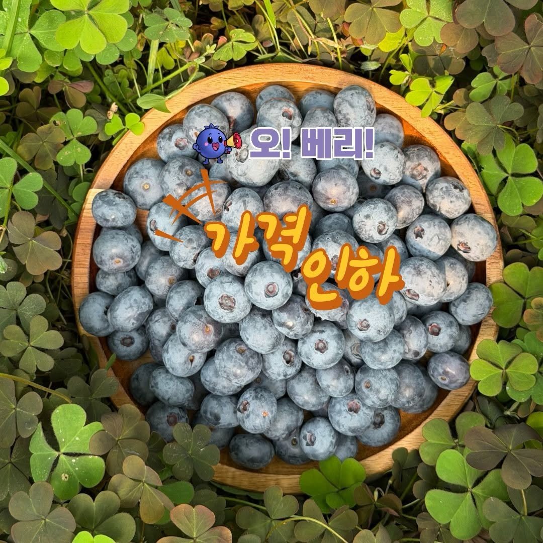 Photo by 오베리 | 초생재배 블루베리 농장 on April 06, 2026. May be an image of blueberries, vegetable and text that says '오!베리! 오! 베리! 가격인하 인하 가격'.