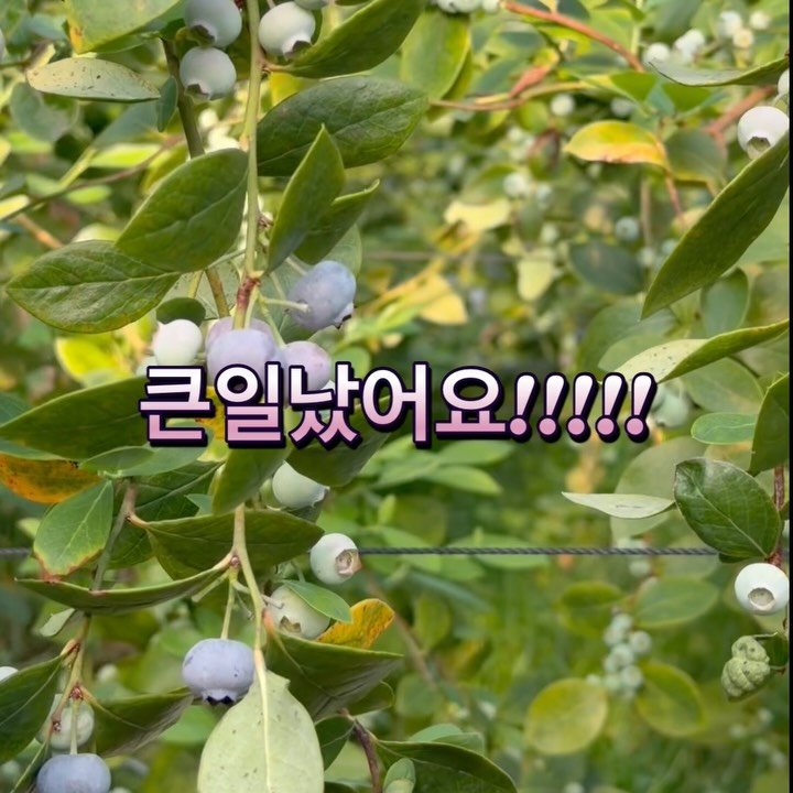 oberry_dw 게시물 이미지: 🫐
안녕하세요! 오!베리!의 강동우입니다!

여러분 큰일났어요…
블루베리가 너무 잘...