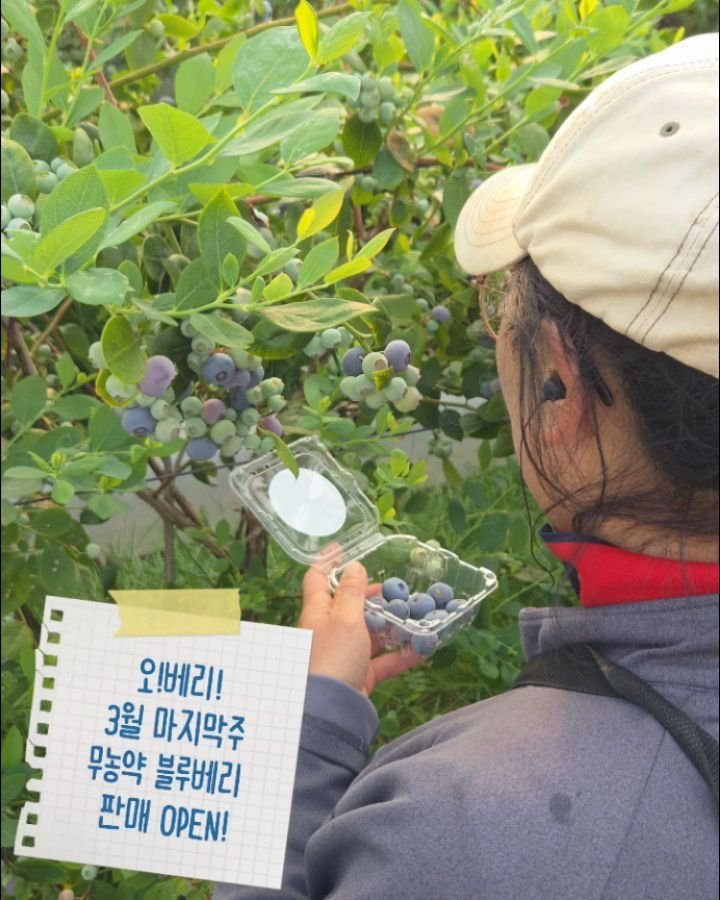 oberry_dw 게시물 이미지: 안녕하세요! 오!베리!의 강동우입니다!
주말 잘 보내고 계신가요?

정신없이 일만...