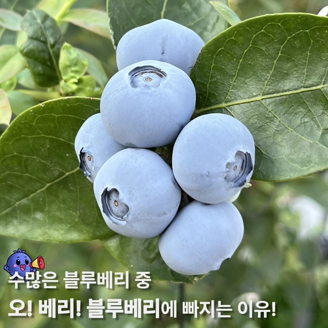 Photo by 오베리 | 초생재배 블루베리 농장 on December 04, 2025. May be an image of fruit and text that says '수많은 블루베리 중 오! 베리! 블루베리에 빠지는 이유!'.