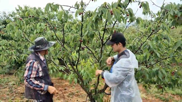 oberry_dw 게시물 이미지: 🍒 

외할아버지가 가족 먹으라고 심으신 체리나무.
오늘, 그 열매를...