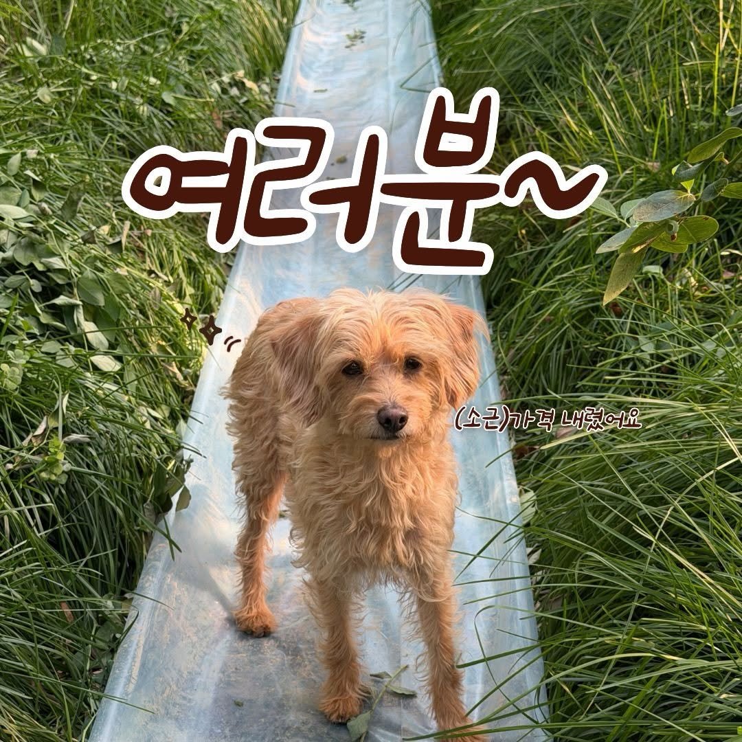 Photo by 오베리 | 초생재배 블루베리 농장 on April 14, 2026. May be an image of Norwich terrier, Bedlington terrier, grass and text that says '여러분~ 여러 (소근)가격 (소근)가격내렸어요 내렸어요'.