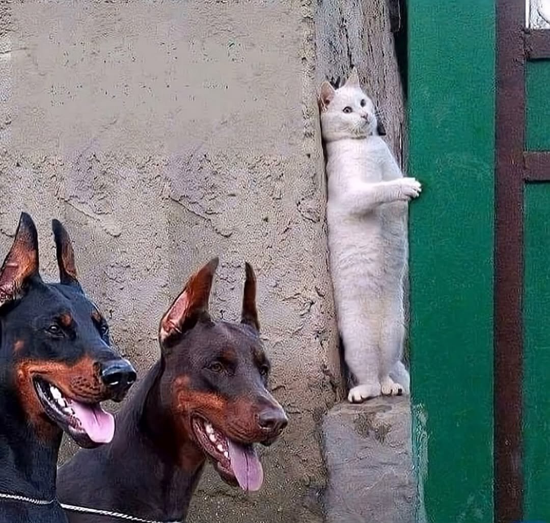 Photo by 오담사리🏠☁️ on December 03, 2025. May be an image of cat.