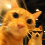 cheatercatstories 프로필 사진