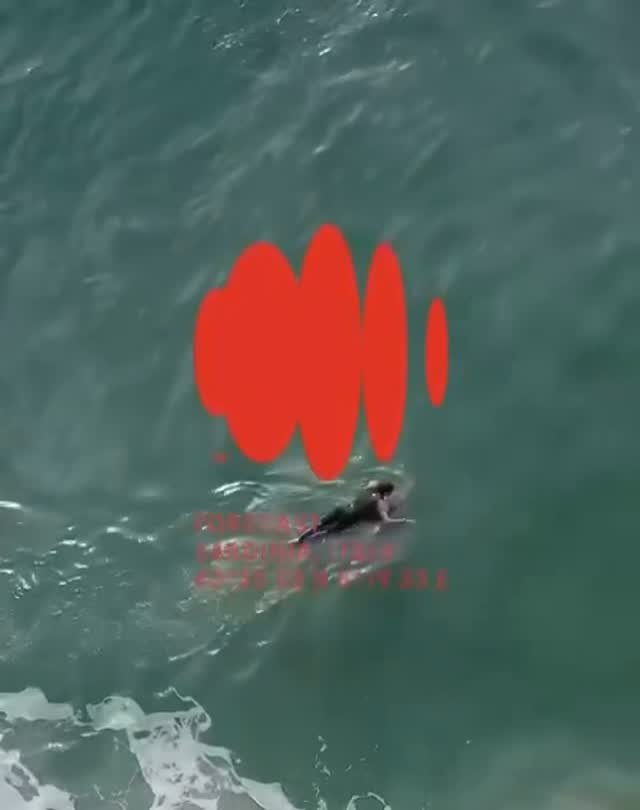 officialforecastsurf 게시물 이미지: Beau Young on the Bonito Performance Machine....