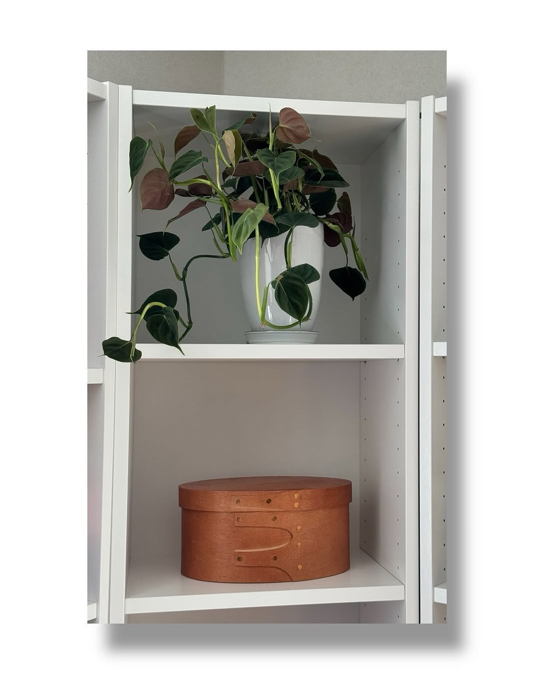 Photo by 올리그로우 (Oligrow) on December 31, 2025. May be an image of rack, ivy and text.