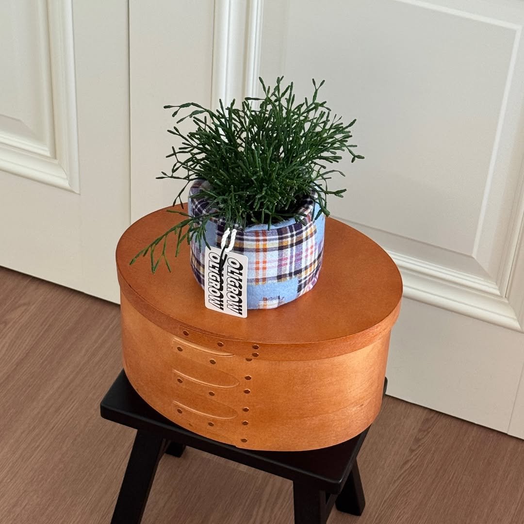 Photo by 올리그로우 (Oligrow) on February 08, 2026. May be an image of flower pot, footstool, mistletoe cactus and text.