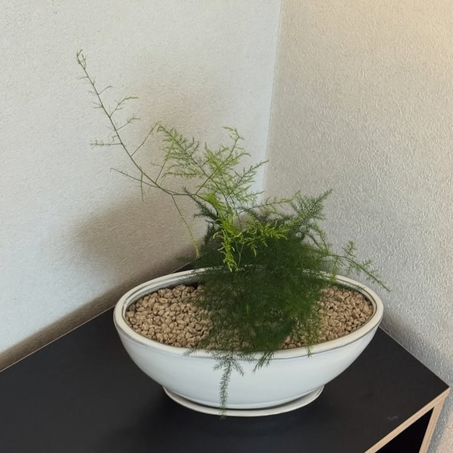 Photo by 올리그로우 (Oligrow) on February 08, 2026. May be an image of sink, ivy, mistletoe cactus and text.