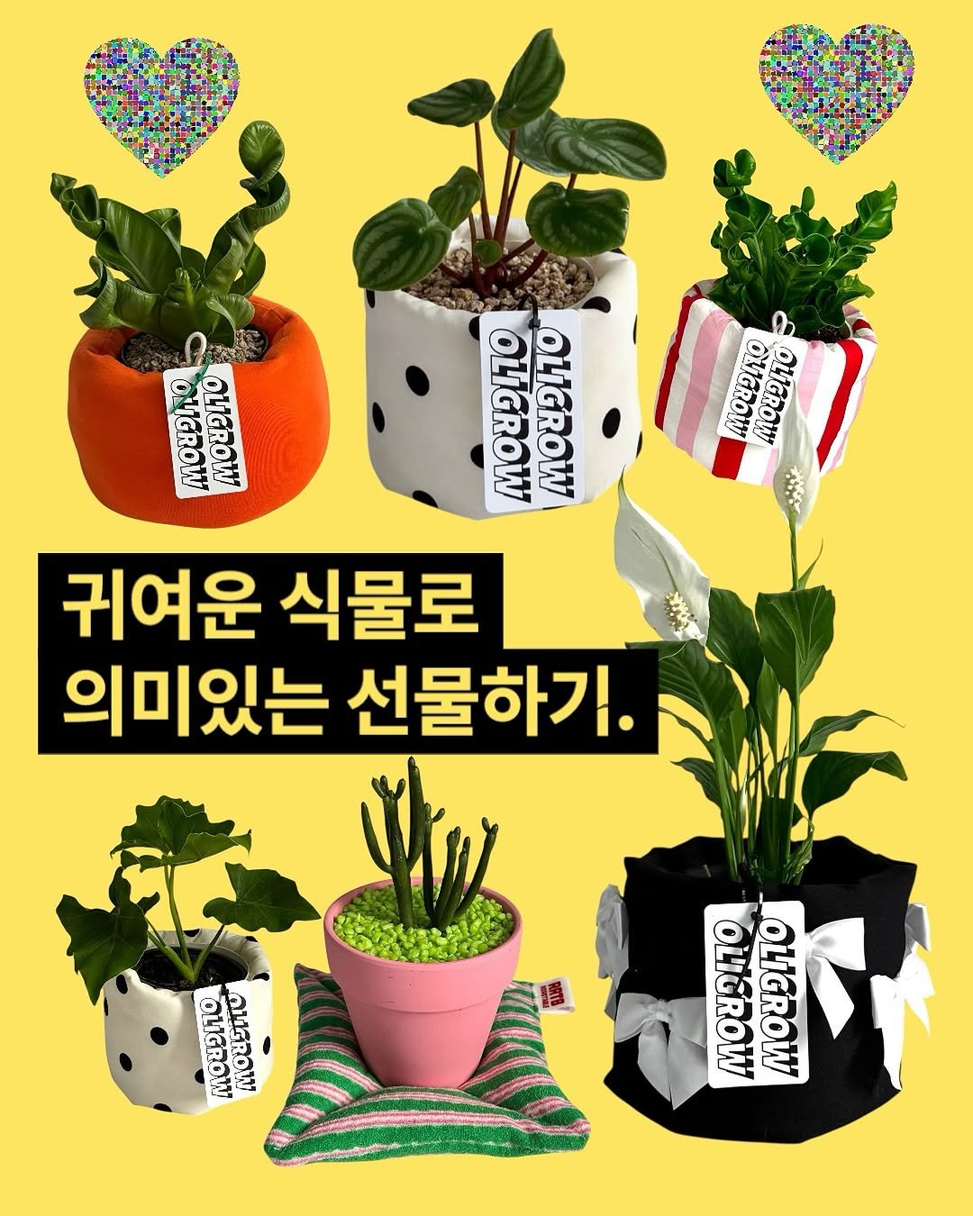 Photo by 올리그로우 (Oligrow) on July 07, 2025. May be an image of flower pot, house plant, poster, mistletoe cactus and text that says '0 ย้ม OMGROW OLIGROW OMGROW OLIGROW OLIGROW OLIGROW 귀여운 식물로 의미있는 선물하기. OLIGROW .ും1്ത OLIGROW OLIGROW'.