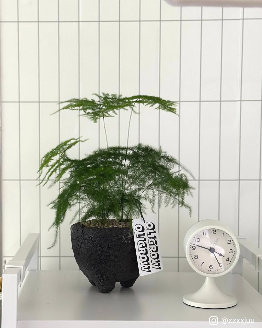 Photo by 올리그로우 (Oligrow) on December 26, 2025. May be an image of ‎house plant, mistletoe cactus and ‎text that says '‎12 11 O 9 8 7 ባ n ク 3 D 4 4 M 5 ن 6 OLIGROW OLIGROW @zzxxiuu‎'‎‎.