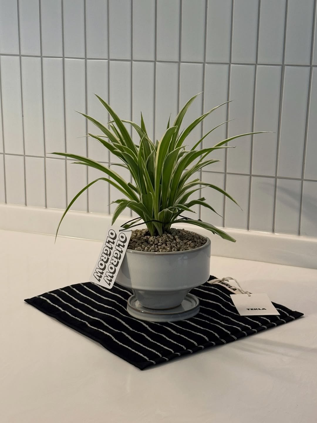 Photo by 올리그로우 (Oligrow) on January 01, 2026. May be an image of house plant, flower pot, placemat, mistletoe cactus and text.