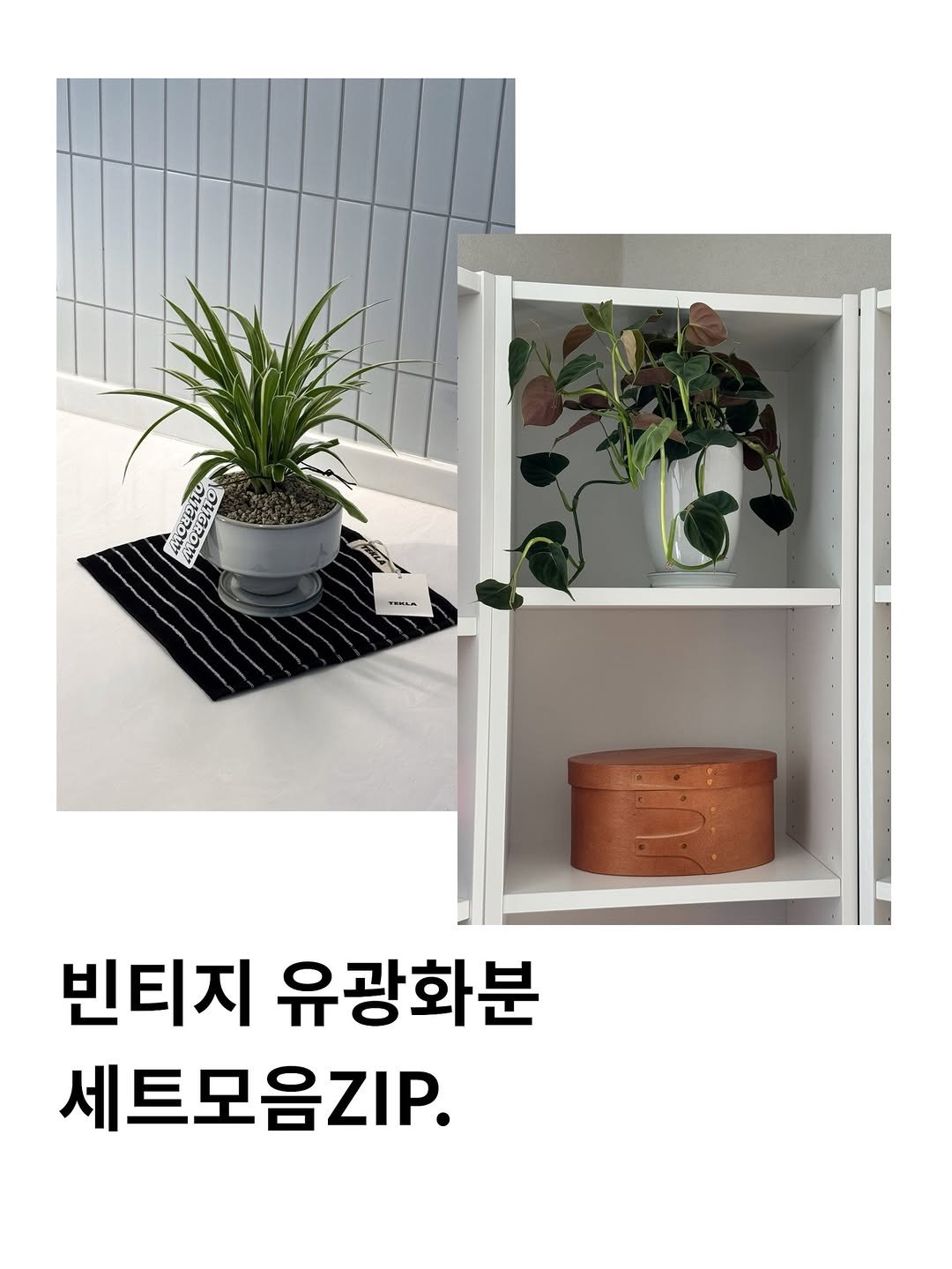 Photo by 올리그로우 (Oligrow) on January 01, 2026. May be an image of text that says 'l OWήa ៥5២. TEELA 빈티지 유광화분 세트모음지IP.'.