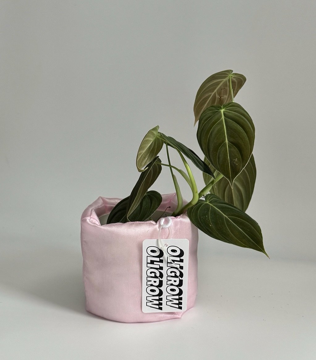 Photo by 올리그로우 (Oligrow) on June 11, 2025. May be an image of house plant, flower pot and African violet.