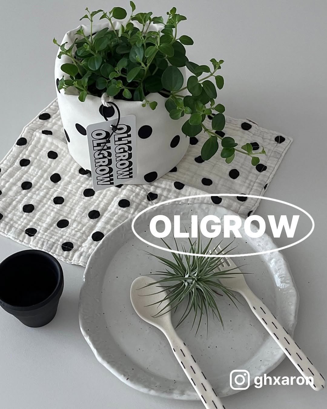Photo by 올리그로우 (Oligrow) on July 17, 2025. May be an image of house plant, placemat, kitchenware, napkin, herb and text that says 'OLKROW OLIGROW OLIGROW ghxaron'.